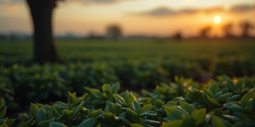 Backup para SAP no agronegócio: como proteger dados críticos da cadeia produtiva